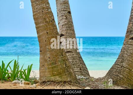 Weißer Strand der Insel Boracay. Die Baumstämme von Palmen auf einem Hintergrund von blauem Meer und weißem Sand zu verhallt Stockfoto