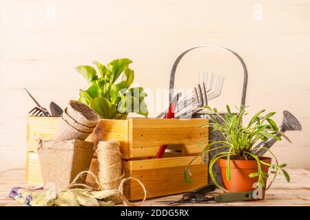 Gartengeräte und Pflanzen auf hellem Hintergrund Stockfoto