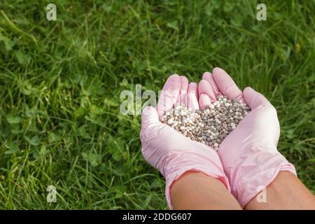 Farmer Hände in Nitrilhandschuhe halten chemischen Dünger mit grünem Gras auf dem Hintergrund. Stockfoto