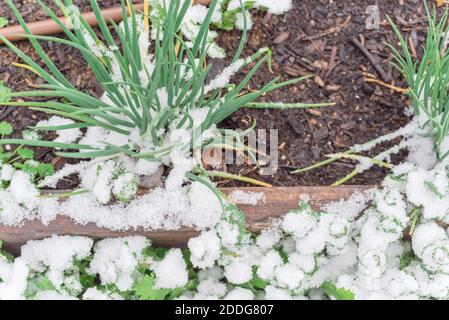 Kräftige grüne Zwiebeln Sträucher mit Schnee bedeckt im Garten in Texas, USA Stockfoto