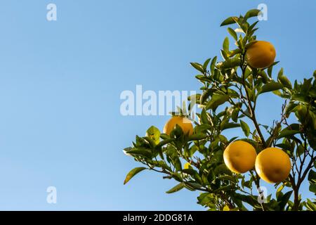 Blick von unten auf einen Orangenbaum mit hängenden reifen Früchten. Blauer Himmel im Hintergrund an einem sonnigen Tag Stockfoto
