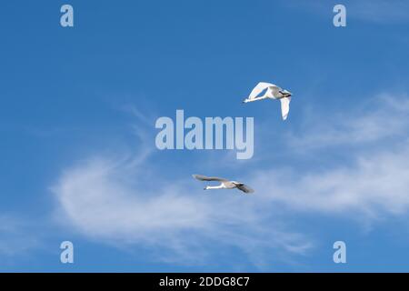 Zwei Schwäne im Flug. Blauer Himmel im Hintergrund. Bild aus Hamburgsund, Schweden Stockfoto