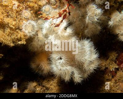 Seeanemone, Protanthea simplex, ist in tiefem Wasser vor den Küsten Nordwesteuropas zu finden. Bild von den Wetterinseln, Westschweden Stockfoto