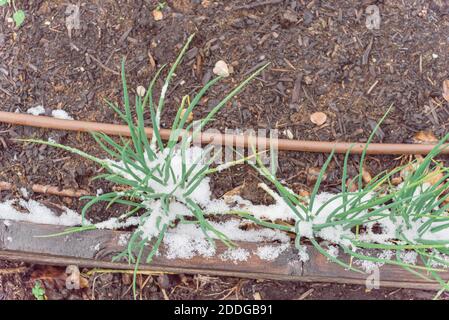 Hausgemachte Frühlingszwiebeln im Winter mit Schnee bedeckt im Garten in Texas, USA Stockfoto