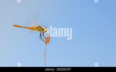 Eine Libelle, die auf einem trockenen Blumenzweig thront Stockfoto
