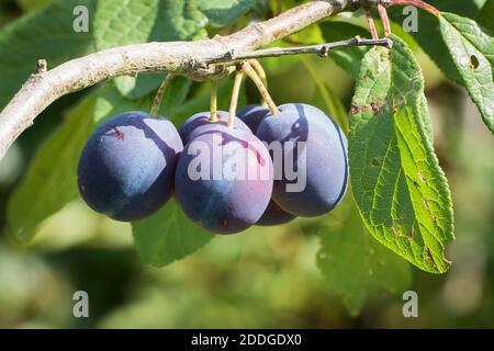 Prunus domestica Opal reife Frucht auf Baum in einem Englisch Garden UK Stockfoto