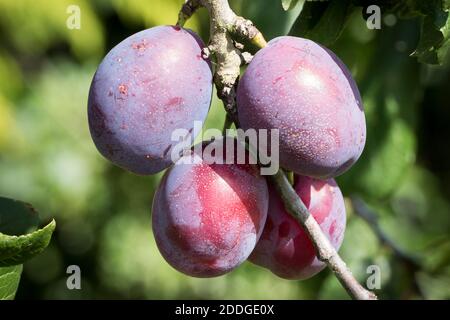 Prunus domestica Opal reife Frucht auf Baum in einem Englisch Garten UKV Stockfoto