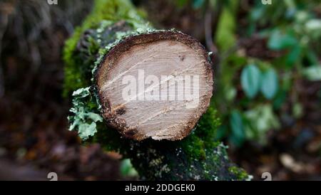 Frisch gesägte Baumstamm oder Baum mit Holzmaserung sichtbar In Waldlage Stockfoto