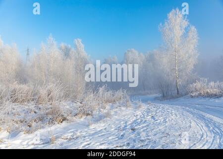 Birken sind mit Raureif und Schnee gegen einen blauen Himmel bedeckt. Winter frostige Landschaft, Sibirien, Russland Stockfoto