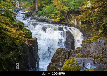 Herbstfarben am Black Linn Wasserfall am Fluss Braan in der Eremitage bei Dunkeld in Perthshire, Schottland, Großbritannien Stockfoto