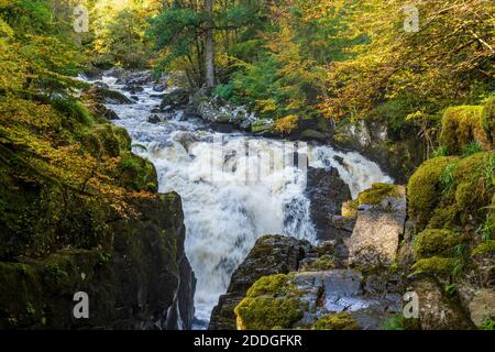 Herbstfarben am Black Linn Wasserfall am Fluss Braan in der Eremitage bei Dunkeld in Perthshire, Schottland, Großbritannien Stockfoto