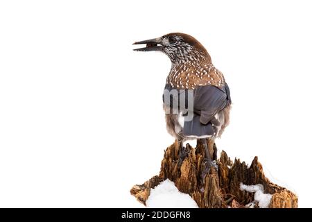 Gefleckter Nussknacker sitzt auf dem Baumstumpf isoliert auf weiß Hintergrund Stockfoto