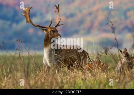 Damhirsch mit Geweih, der im Herbst auf der Wiese steht. Stockfoto