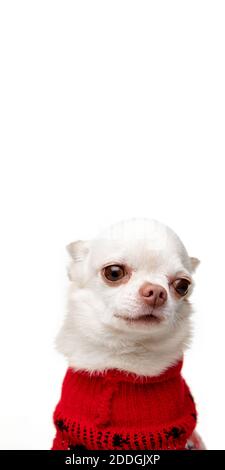Niedliche Posen. Kleiner Chihuahua Welpe posiert in rotem Jumpsuit isoliert auf weißem Hintergrund. Konzept von Weihnachten, 2021 Neujahr, Winterstimmung, Feiertage. Copyspace für Werbung, Postkarte, Grußkarte. Sieht glücklich aus, lustig Stockfoto