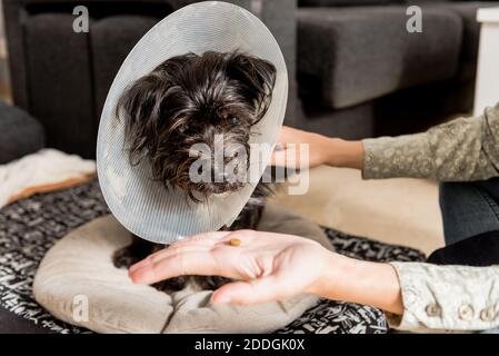 Unkenntlich weibliche geben Pille für süße flauschige Hund in Haustier Cone sitzt im Wohnzimmer zu Hause Stockfoto