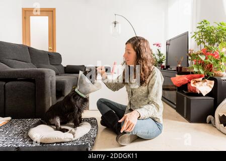 Seitenansicht weibliche geben Pille für süße flauschige Hund in Haustier-Kegel sitzt im Wohnzimmer zu Hause Stockfoto