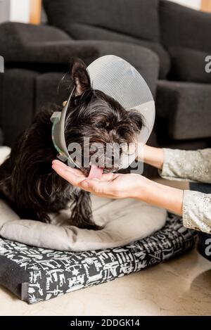 Unkenntlich weibliche geben Pille für süße flauschige Hund in Haustier Cone sitzt im Wohnzimmer zu Hause Stockfoto