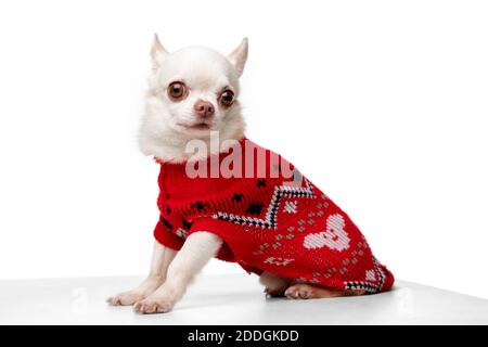 Niedliche Posen. Kleiner Chihuahua Welpe posiert in rotem Jumpsuit isoliert auf weißem Hintergrund. Konzept von Weihnachten, 2021 Neujahr, Winterstimmung, Feiertage. Copyspace für Werbung, Postkarte, Grußkarte. Sieht glücklich aus, lustig Stockfoto