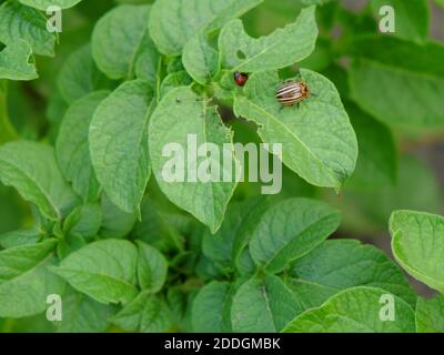 Colorado Kartoffelkäfer auf einem Kartoffelstrauch. Insektenpest. Stockfoto