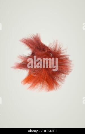 Minimalistisches Design mit einem Bündel von leuchtend roten flauschigen Pelz Auf weißem Hintergrund platziert Stockfoto