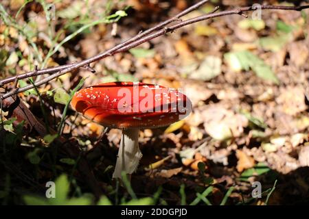 Nahaufnahme eines Toadstockels im Wald Stockfoto