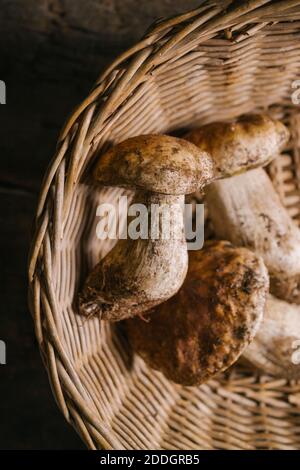 Blick von oben auf frische ganze essbare Steinpilze oder Boletus Edulis im Korbkorb Stockfoto