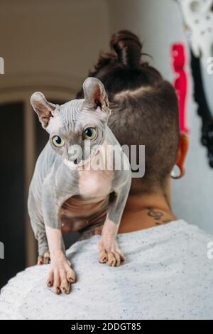 Haarlose Sphynx Katze sitzt auf der Schulter der anonymen Person und Ein Blick nach Hause Stockfoto