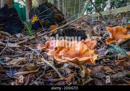 Orangenschalen-Pilz (Aleuria aurantia) Fruchtkörper wachsen bei Blattstreu auf Whitmoor Common, Worplesdon, Surrey Stockfoto