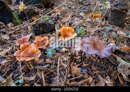 Holz-Blewit (Clitocybe nuda) und Orangenpilz (Aleuria aurantia) Fruchtkörper wachsen bei Blattstreu auf Whitmoor Common, Worplesdon, Surrey Stockfoto