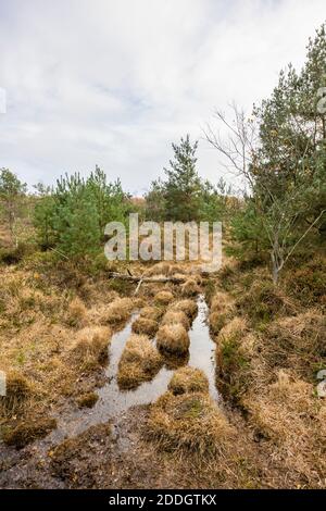 Die sumpfige Bussockylandschaft in Whitmoor und Rickford Commons, einem Naturschutzgebiet und Standort von besonderem wissenschaftlichen Interesse in Worplesdon, Guildford, Surrey Stockfoto