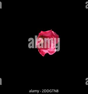 Eine Blume aus rosa Malbe. Auf Hintergrund isoliert. Stockfoto