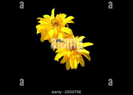 Arnika Berg, Nahaufnahme. Schöne gelbe Blume. Isoliert auf schwarzem Hintergrund. Stockfoto