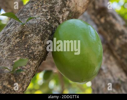 Nahaufnahme der Calabash-Baumfrucht mit Ästen in Darwin, Australien Stockfoto