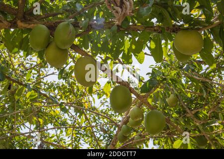 Blick auf Calabash Baum mit einer Fülle von großen Früchten und üppigem Laub an einem sonnigen Tag in Darwin, Australien Stockfoto