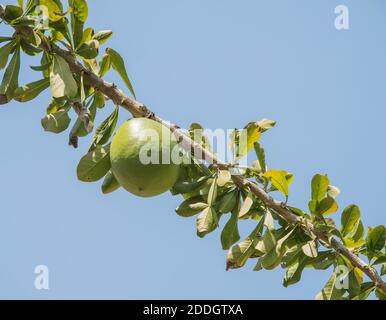 Flachwinkelansicht von Calabash-Baumfrüchten auf Zweig mit Blättern unter einem klaren blauen Himmel in Darwin, Australien Stockfoto