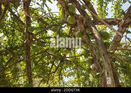 Blick auf Calabash Baum mit einer Fülle von großen Früchten und üppigem Laub an einem sonnigen Tag in Darwin, Australien Stockfoto