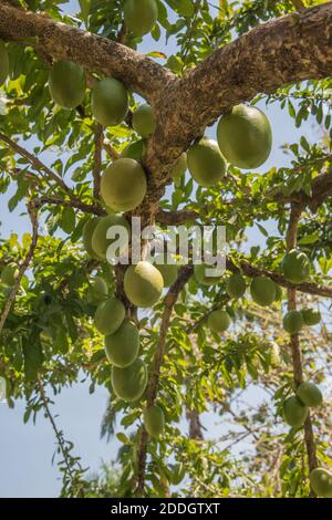 Blick auf Calabash Baum mit einer Fülle von großen Früchten und üppigem Laub an einem sonnigen Tag in Darwin, Australien Stockfoto