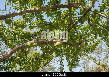 Blick auf Calabash Baum mit einer Fülle von großen Früchten und üppigem Laub an einem sonnigen Tag in Darwin, Australien Stockfoto