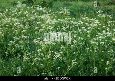 Anthriscus sylvestris, bekannt als Kuhpsilie. Kleine weiße Blüten. Stockfoto