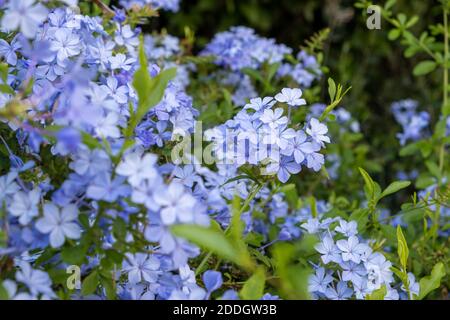 Blooming bue Jasmin Pflanze, Zaun im Garten, Textur Hintergrund, Nahaufnahme Stockfoto