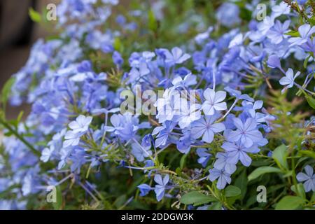 Blooming bue Jasmin Pflanze, Zaun im Garten, Textur Hintergrund, Nahaufnahme Stockfoto