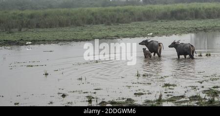 Großer männlicher indischer Elefant und wilder Wasserbüffel im Kaziranga Nationalpark, Asam, Indien Stockfoto