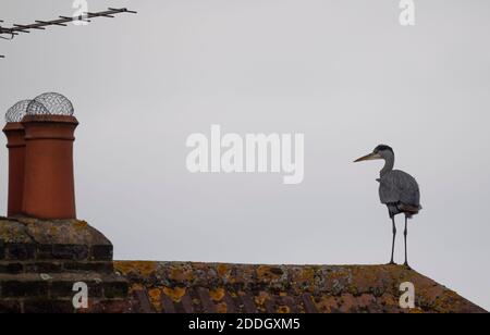 Merton, London, Großbritannien. 25. November 2020. Ein Graureiher steht auf den Bergkacheln eines Vorstadthauses vor dem Hintergrund eines grauen Himmels. Quelle: Malcolm Park/Alamy Live News. Stockfoto