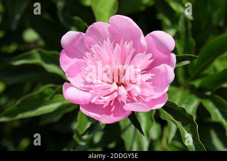 Große rosa Pfingstrose. Blume mit rosa Blütenblättern. Stockfoto