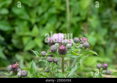 Nahaufnahme EINES Carduus in Amsterdam Niederlande 12-6-2020 Stockfoto