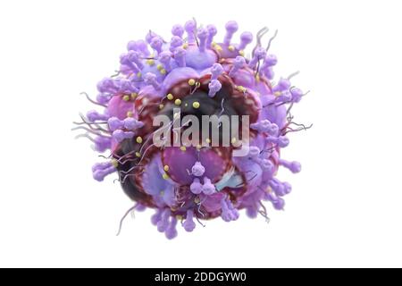Das Herpesvirus (VZV) ist eines der Herpesviren, die Menschen und Wirbeltiere infizieren. Es verursacht Veränderungen auf der Haut des Mundes und anderen Teilen Stockfoto