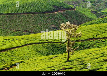 Kerala, Indien. Teeplantagen in Munnar, Kerala in Indien mit Bergen im Hintergrund. Grüner Wald am späten Abend Stockfoto