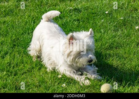 Ein entzückender westlicher Hochland weißer Terrier, der mit einem Ball spielt Im Park Stockfoto