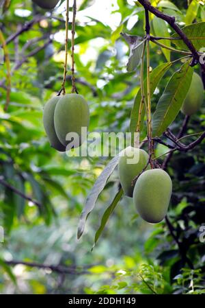 Grüne Mangos, die an den Zweigen eines Baumes hängen Stockfoto