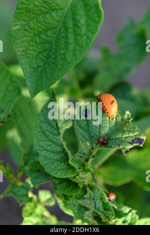 Colorado Kartoffelkäfer Larve auf einem Kartoffelblatt. Stockfoto